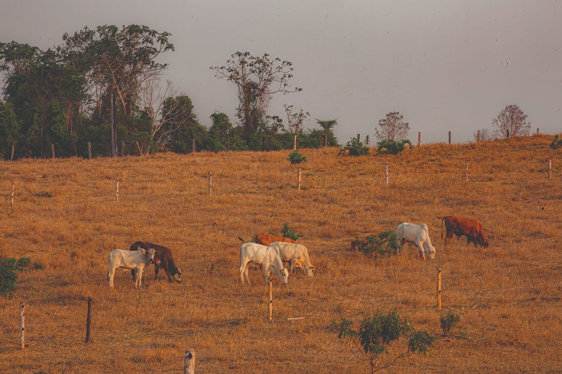 CampoIn╠âapari_PavelMartiarena_61 1