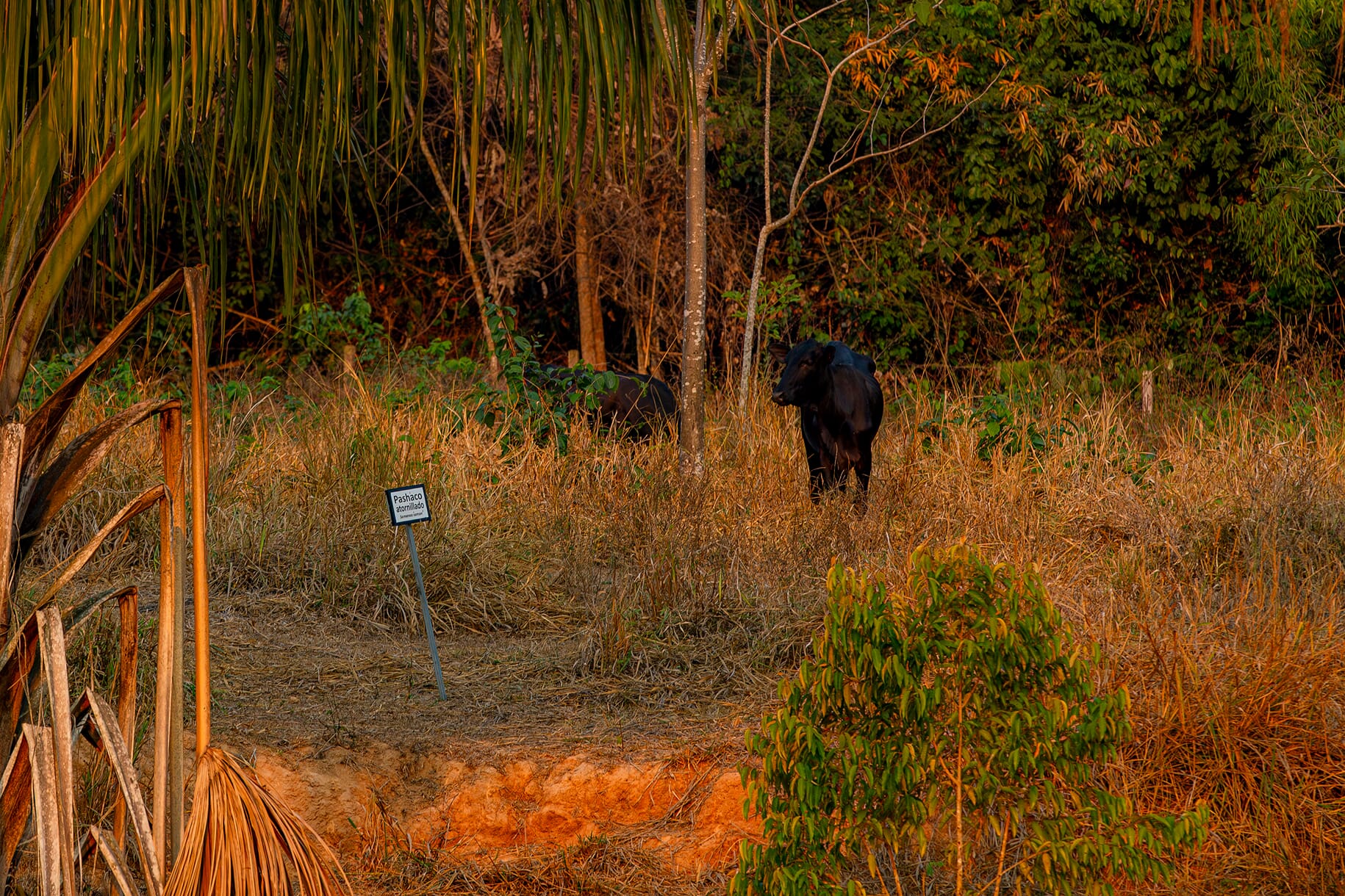 CampoIñapari_PavelMartiarena_64 1